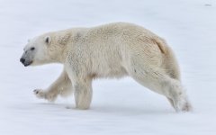 polar-bear-walking-in-the-snow-47243-1920x1200.jpg