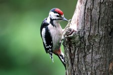 greater-spotted-woodpecker.jpg