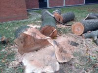 tree1.jpg