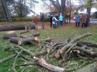 tree2.jpg