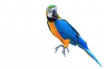 Norwegian blue....jpeg