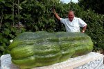 Amateur-gardener-Phillip-Vowles-hopes-for-success-with-massive-marrow-which-already-weighs-150...jpg