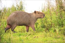 capybara_11-1024x683.jpg
