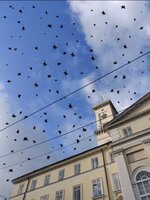 IMG_2136.jpeg