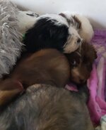 puppypile.jpg