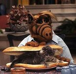 Cat_sandwich.jpg