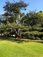 cedar of lebanon web.jpg