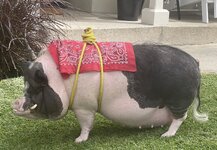IMG_5204.jpeg