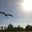 OnTheWing